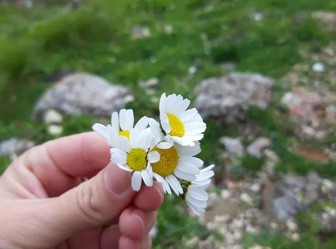 Fredi Apartamento Orikum